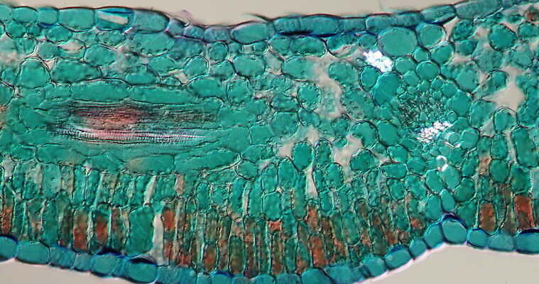 식물 꽃 과학 이동 패턴 세포 사람없음 빨간색 초록색 파란색 시험 성장 조직 횡단보도 확대 진달래 떠남 지원 4K 현미경관찰 MOV 해외동영상 클립영상 교육 컬러 컨셉 무늬 모션 관찰 보행로 동영상 파일형식