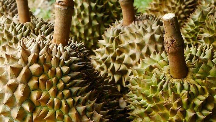 식물 전통 아시아 음식 백그라운드 농업 과일 태국 자연 디저트 거리 건강 동양인 사람없음 야외 초록색 농장 갈색 노란색 세일 쌓기 흰색 신선 가시 시장 달콤 맛 왕 먹기 크림 날것 냄새 지역 내추럴 싱가폴 가죽끈 고립 숙성 이국적 인기 맛있는 MOV 해외동영상 클립영상 나라 산업 컬러 컨셉 모션 인종 끈 가죽 생태계 동영상 파일형식