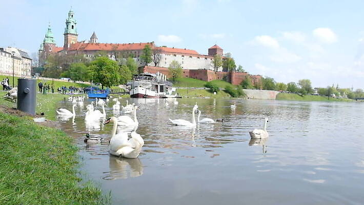 여행 조류 사람없음 야외 물 강 도시 중세 역사 백조 방문 폴란드 랜드마크 크라쿠프 MOV 해외동영상 클립영상 자연요소 동물 유럽 동영상 파일형식