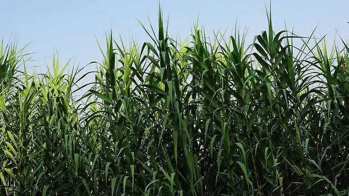 식물 백그라운드 컨셉 잎 농업 다이어트 재료 자연 지팡이 디저트 건강 사람없음 목재 농장 갈색 쌓기 농사 일몰 에너지 수확 신선 사발 맛 낟알 크리스탈 설탕 먹기 큐브 칼로리 흙더미 내추럴 당뇨병 바이오 포도당 해로움 사탕수수 세련 맛있는 4K MP4 해외동영상 클립영상 나무 산업 음식 컬러 모션 노을 흙 사기그릇 질병 광석 생태계 동영상 파일형식 더미