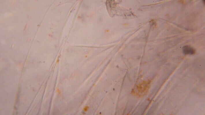 식물 디자인 음식 과학 백그라운드 패턴 토마토 채소 재료 표면 추상 미래 생물 세포 건강 현미경 미술 사람없음 그래픽 빨간색 약 우주 페인트 얼룩 그룹 실험실 닫기 확대 아래 묘사 유기농 질감 생물학 공상 층 박테리아 그런지 특별함 MOV 해외동영상 클립영상 웰빙 교육 컬러 컨셉 무늬 의학 모션 문화예술 실험기구 실험 방향 위치 동영상 파일형식