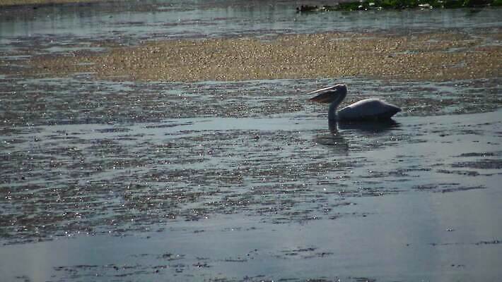 동물 호수 야생동물 바다 백그라운드 날개 아프리카 자연 조류 하늘 종류 사람없음 물 여름 파란색 뷰티 갈색 흰색 큼 펠리컨 깃털 부리 동쪽 석호 다뉴브강 동물상 4K MP4 해외동영상 클립영상 자연요소 계절 나라 컬러 조형물 크기 방향 생태계 동영상 파일형식