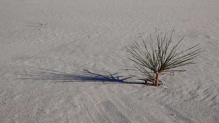식물 공원 모래 조각 여행 가이드 자연 하늘 새로움 건조 풍경 사람없음 파란색 모래사장 미국 일몰 사막 흰색 역사 모래언덕 언덕 질감 치와와 기념물 천연기념물 내추럴 뉴멕시코 잔물결 전국 지질학 4K MP4 해외동영상 클립영상 직업 공공시설 교육 물결 바다 컬러 컨셉 북아메리카 노을 개 생태계 동영상 파일형식