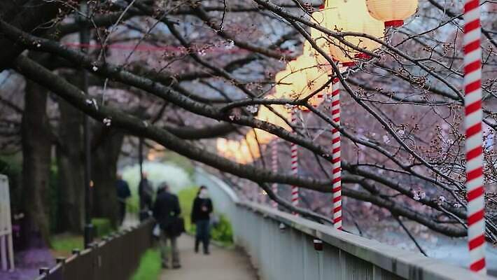나무 식물 전통 계절 공원 꽃 아시아 문화 분홍색 여행 백그라운드 꽃무늬 자연 매달리기 동양인 이벤트 사람없음 야외 장식 빛 정원 일본 축제 봄 벚꽃 나뭇가지 등불 축하 도시 체리 도쿄 홋카이도 동쪽 오사카 4K MOV 해외동영상 클립영상 공공시설 나라 컬러 컨셉 무늬 과일 모션 조명 인종 방향 생태계 동영상 파일형식