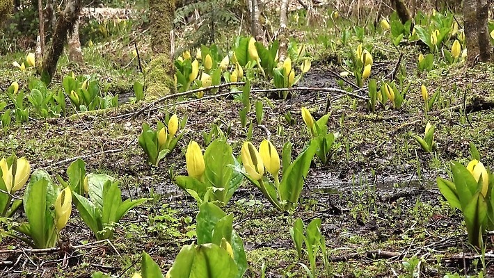 식물 꽃 컬러 자연 잉글랜드 사람없음 초록색 물 노란색 봄 젖음 습지 양배추 냄새 변소 서쪽 워싱턴 4K MP4 해외동영상 클립영상 자연요소 계절 채소 영국 미국 방향 생태계 동영상 파일형식