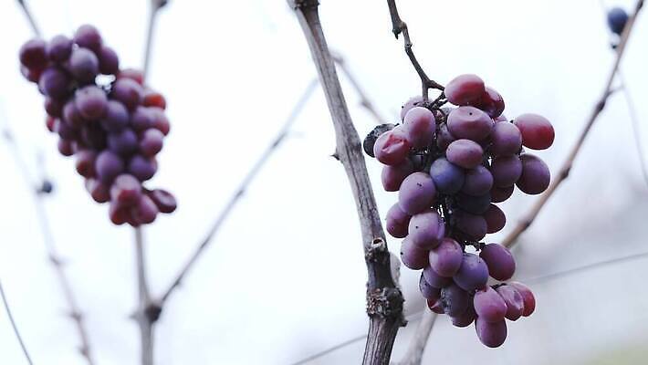 열매 음식 농업 자연 포도 바람 사람없음 파란색 냉동 어둠 성장 가을 설탕 포도밭 썩음 4K MP4 해외동영상 클립영상 자연요소 식물 계절 산업 컬러 밭 과일 날씨 생태계 동영상 파일형식