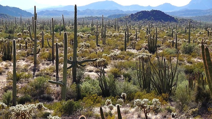 식물 공원 선 여행 자연 산 선인장 건조 사람없음 파란색 미국 성장 오르간 보호 큼 파이프 먼지 애리조나 천연기념물 전국 유일 4K MP4 해외동영상 클립영상 공공시설 컬러 컨셉 북아메리카 건반악기 크기 생태계 동영상 파일형식