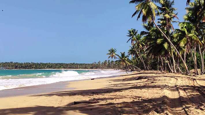 나무 모래 바다 섬 여행 자연 하늘 손바닥 사람없음 물 파란색 강 모래사장 야자수 태양 일몰 탐험 신선 대서양 내추럴 공화국 도미니카공화국 민물 이국적 코스타리카 파라다이스 4K MP4 해외동영상 클립영상 자연요소 식물 손 나라 컬러 노을 남아메리카 중앙아메리카 생태계 동영상 파일형식