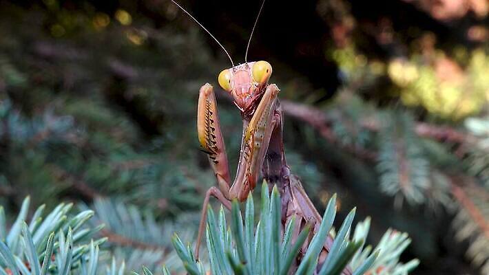 동물 여자 야생동물 곤충 잎 절지류 자연 무척추동물 안테나 사람없음 초록색 갈색 흰색 기도 육식동물 내추럴 포식 4K MP4 해외동영상 클립영상 식물 컬러 통신 사람 생태계 동영상 파일형식