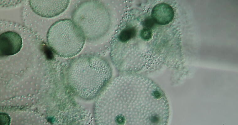 식물 사람없음 초록색 물 수영 확대 생물학 민물 4K MOV 해외동영상 클립영상 자연요소 교육 컬러 수상스포츠 동영상 파일형식