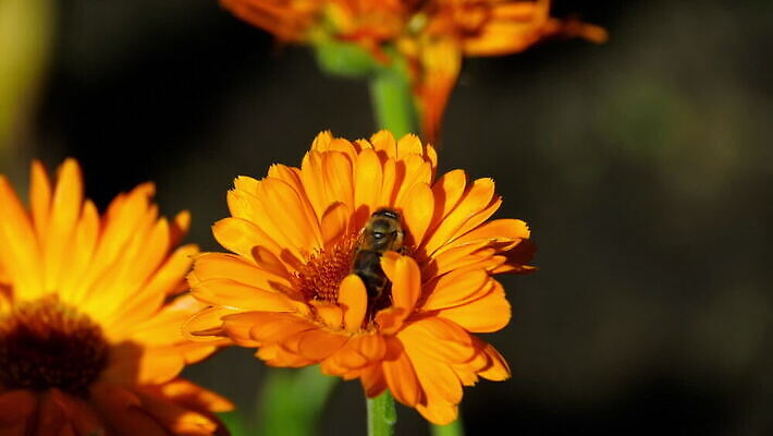 식물 꽃잎 꽃 곤충 백그라운드 꽃무늬 오렌지 자연 사람없음 뷰티 노란색 정원 맑음 봄 벚꽃 흰색 신선 허브 싱글 금잔화 MOV 해외동영상 클립영상 동물 계절 컬러 무늬 과일 날씨 생태계 동영상 파일형식