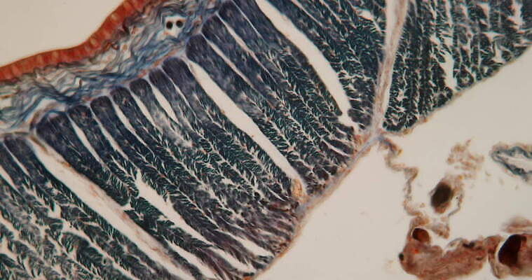 과학 이동 근육 세포 사람없음 빨간색 파란색 약 시험 성장 조직 확대 지원 4K 현미경관찰 MOV 해외동영상 클립영상 교육 컬러 컨셉 의학 관찰 동영상 파일형식