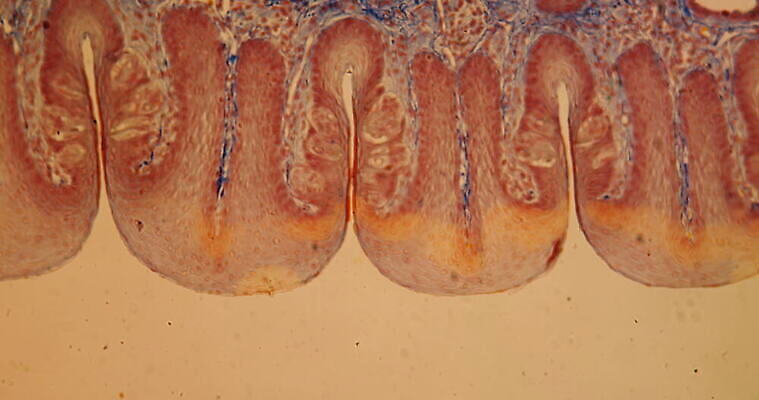 과학 이동 세포 사람없음 빨간색 파란색 약 시험 성장 토끼 조직 확대 맛 쥐 혀 지원 4K 현미경관찰 MOV 해외동영상 클립영상 교육 컬러 컨셉 포유류 의학 반려동물 관찰 입 설치류 동영상 파일형식