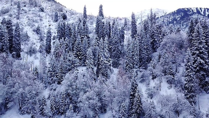 나무 계절 공원 여행 크리스마스 겨울 자연 하늘 날씨 새로움 산 안테나 사람없음 야외 목재 냉동 얼음 추위 흰색 소나무 정상 숲 서리 전나무 항공촬영 드론 절정 조감도 카자흐스탄 폭설 눈내림 가문비나무 4K 알마티 MP4 해외동영상 클립영상 자연요소 식물 공공시설 기념일 아시아 뷰포인트 컬러 컨셉 재료 통신 눈_날씨 자연재해 생태계 동영상 파일형식