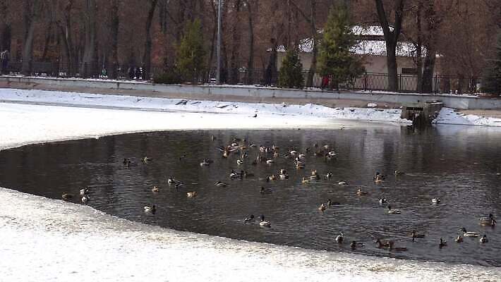 나무 동물 구름 공원 호수 야생동물 겨울 자연 조류 날씨 오리 사람 풍경 사람없음 야외 물 강 냉동 얼음 수영 추위 흰색 연못 도시 그룹 숲 먹기 비둘기 서리 부리 거위 물새 청둥오리 내추럴 동물상 카자흐스탄 많음 4K 알마티 MP4 해외동영상 클립영상 자연요소 식물 계절 공공시설 아시아 컬러 컨셉 모션 조형물 수상스포츠 생태계 동영상 파일형식