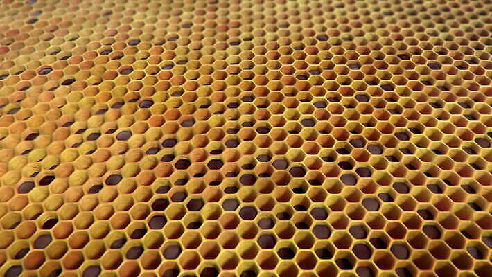 동물 야생동물 곤충 가족 자연 주택 골격 안테나 사람없음 여름 노란색 검은색 줄무늬 흰색 죽음 업무 뜨거움 독약 구멍 고리 둥지 말벌 위험 벌 육식동물 애벌레 꿀 애니메이션 찌르기 벌집 숨김 식민지 의무 비어있는 MOV 해외동영상 클립영상 계절 컬러 컨셉 무늬 통신 관계 모션 건물 작업 벌레 벌_곤충 생태계 동영상 파일형식