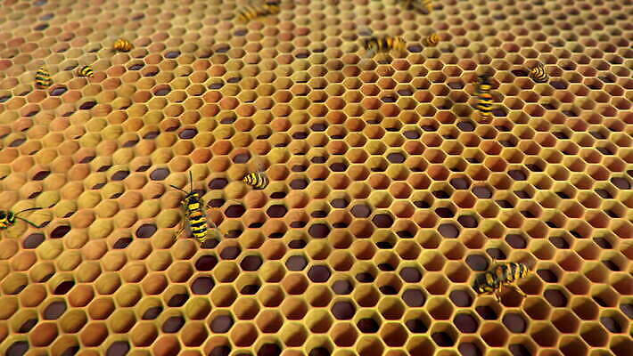 동물 야생동물 곤충 가족 자연 주택 골격 안테나 사람없음 여름 노란색 검은색 줄무늬 흰색 죽음 업무 뜨거움 독약 구멍 고리 둥지 말벌 위험 벌 육식동물 애벌레 꿀 애니메이션 찌르기 벌집 숨김 식민지 의무 비어있는 MOV 해외동영상 클립영상 계절 컬러 컨셉 무늬 통신 관계 모션 건물 작업 벌레 벌_곤충 생태계 동영상 파일형식