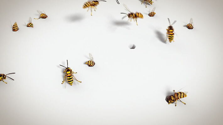 동물 야생동물 곤충 가족 자연 주택 골격 안테나 사람없음 여름 노란색 검은색 줄무늬 흰색 죽음 업무 뜨거움 독약 구멍 고리 둥지 말벌 위험 벌 육식동물 애벌레 꿀 애니메이션 찌르기 벌집 숨김 식민지 의무 비어있는 MOV 해외동영상 클립영상 계절 컬러 컨셉 무늬 통신 관계 모션 건물 작업 벌레 벌_곤충 생태계 동영상 파일형식