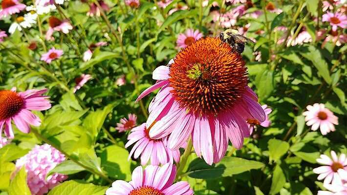 식물 꽃 곤충 잎 오렌지 자연 노동자 사람없음 야외 환경 정원 모임 벚꽃 작업 벌레 꿀벌 수분 수집 생물학 꽃가루 꿀 생태학 호박벌 4K MP4 해외동영상 클립영상 동물 직업 교육 과일 벌_곤충 가루 생태계 동영상 파일형식