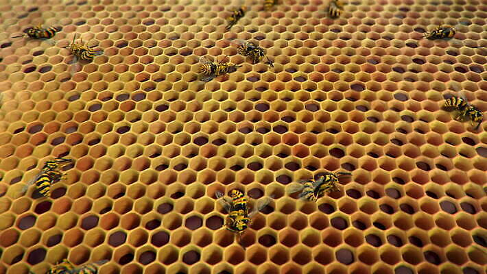 동물 야생동물 곤충 가족 자연 주택 골격 안테나 사람없음 여름 노란색 검은색 줄무늬 흰색 죽음 업무 뜨거움 독약 구멍 고리 둥지 말벌 위험 벌 육식동물 애벌레 꿀 애니메이션 찌르기 벌집 숨김 식민지 의무 비어있는 MOV 해외동영상 클립영상 계절 컬러 컨셉 무늬 통신 관계 모션 건물 작업 벌레 벌_곤충 생태계 동영상 파일형식