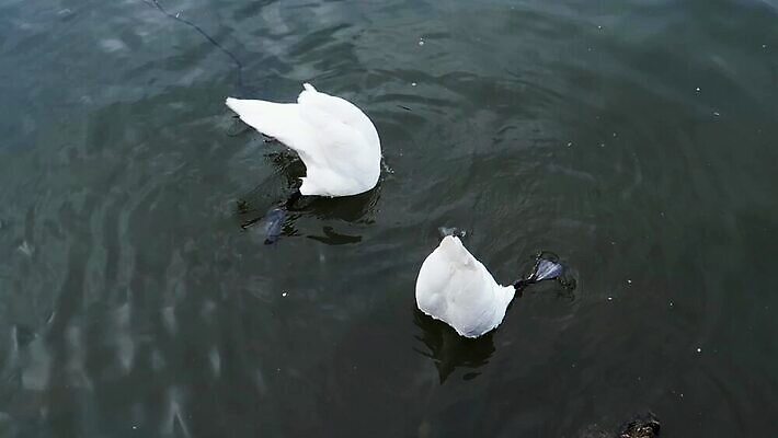 야생동물 발 자연 조류 영국 사람없음 야외 물 강 하이앵글 수중 흰색 먹기 깃털 다이빙 런던 꼬리 백조 물새 벙어리 수유 MP4 해외동영상 클립영상 자연요소 동물 유럽 뷰포인트 컬러 모션 신체부위 수영 생태계 동영상 수중스포츠 파일형식