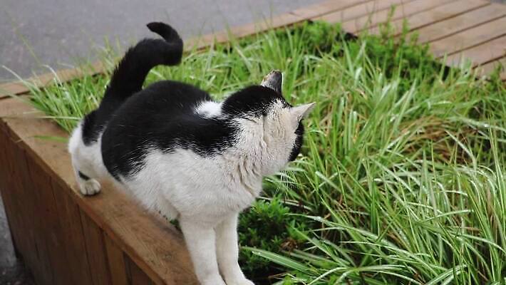 식물 동물 얼굴 음식 컬러 백그라운드 잎 창문 포유류 주택 털 건강 잔디 성인 사람없음 초록색 여름 빛 반려동물 건강관리 고양이 봄 기쁨 회색 성장 흰색 신선 입 달콤 핥기 먹기 배고픔 비타민 생강 내추럴 돌봄 MOV 해외동영상 클립영상 계절 감정 채소 모션 관리 사람 건물 신체부위 맛 동영상 영양소 파일형식