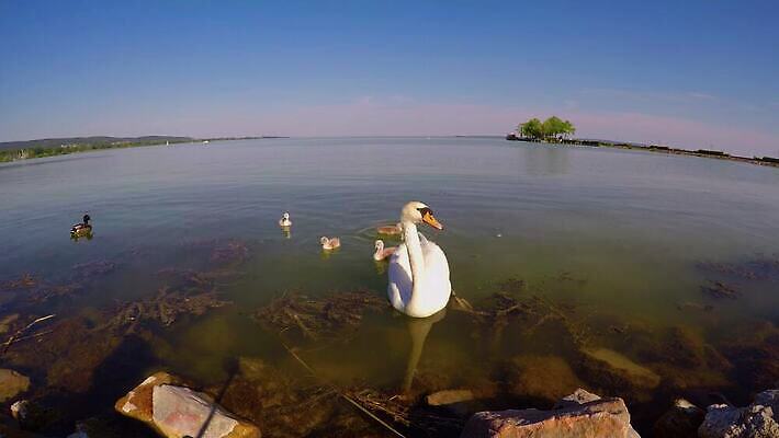 동물 계절 호수 야생동물 가족 자연 조류 엄마 사람없음 야외 물 파란색 빛 햇빛 반사 평화 침묵 흰색 연못 황무지 우아함 순수 깃털 백조 장면 목 물새 벙어리 4K MP4 해외동영상 클립영상 자연요소 컬러 컨셉 관계 신체부위 태양 소리 생태계 동영상 파일형식