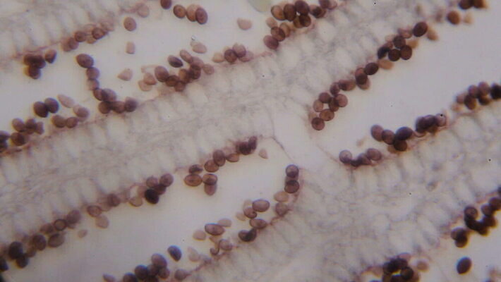 식물 디자인 음식 과학 백그라운드 패턴 채소 재료 표면 추상 생물 세포 건강 현미경 미술 씨앗 사람없음 그래픽 우주 버섯 페인트 흰색 그룹 실험실 닫기 확대 혼합 자르기 묘사 유기농 질감 생물학 공상 층 내추럴 고립 곰팡이 그런지 특별함 MOV 해외동영상 클립영상 웰빙 교육 컬러 컨셉 무늬 모션 문화예술 실험기구 실험 동영상 파일형식