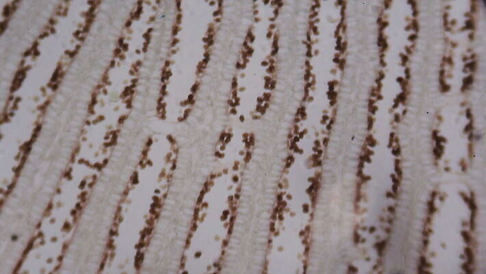 식물 디자인 음식 과학 백그라운드 패턴 채소 재료 표면 추상 생물 세포 건강 현미경 미술 씨앗 사람없음 그래픽 우주 버섯 페인트 흰색 그룹 실험실 닫기 확대 혼합 자르기 묘사 유기농 질감 생물학 공상 층 내추럴 고립 곰팡이 그런지 특별함 MOV 해외동영상 클립영상 웰빙 교육 컬러 컨셉 무늬 모션 문화예술 실험기구 실험 동영상 파일형식