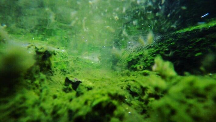 식물 물결 파도 바다 백그라운드 채소 자연 바닥 이끼 사람없음 초록색 물 파란색 강 환경 수중 힘 흐름 바위 신선 잡초 투명 개울 해조류 닫기 아래 속도 내추럴 민물 생태학 잔물결 주입구 4K 수중영상 MP4 해외동영상 클립영상 자연요소 교육 컬러 컨셉 모션 돌_바위 해양식물 방향 생태계 위치 동영상 파일형식