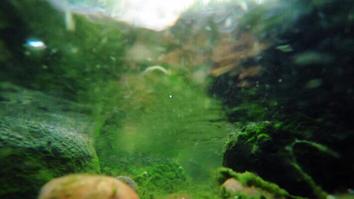 식물 물결 파도 바다 백그라운드 채소 자연 바닥 이끼 사람없음 초록색 물 파란색 강 환경 수중 힘 흐름 신선 잡초 투명 개울 해조류 닫기 아래 속도 내추럴 민물 생태학 잔물결 주입구 4K 수중영상 MP4 해외동영상 클립영상 자연요소 교육 컬러 컨셉 모션 해양식물 방향 생태계 위치 동영상 파일형식