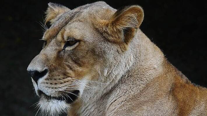 동물 1 응시 여자 얼굴 야생동물 포유류 자연 수염 동물원 사람없음 옆모습 반려동물 머리 고양이 닫기 위험 사자 큼 묘사 코 귀 육식동물 사자자리 주둥이 표범 노려봄 되감기 암사자 MOV 해외동영상 클립영상 시선 뷰포인트 컨셉 모션 표정 사람 신체부위 별자리 크기 암컷 생태계 동영상 파일형식