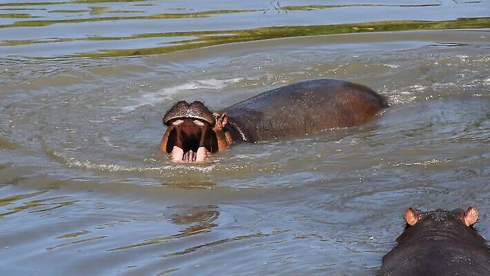 동물 커플 야생동물 2 포유류 자연 놀이 사람없음 물 강 햇빛 맑음 수영 게임 오픈 입 닫기 치아 떨어짐 다이빙 각도 하마 토막 짝짓기 MOV 해외동영상 클립영상 자연요소 컨셉 관계 모션 날씨 신체부위 태양 수상스포츠 소화기관 생태계 동영상 수중스포츠 파일형식