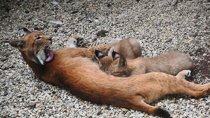 동물 여자 야생동물 2 포유류 가족 자연 엄마 동물원 사람없음 울타리 고양이 우유 간호사 닫기 빨다 쓰레기 작음 먹기 각도 육식동물 돌봄 수유 스라소니 유라시아 MOV 해외동영상 클립영상 유럽 아시아 관계 모션 유제품 사람 담장 반려동물 의료진 크기 생태계 동영상 파일형식
