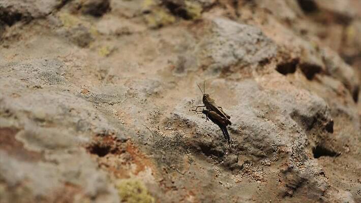 동물 커플 얼굴 야생동물 모래 여행 곤충 2 파충류 모션 자연 날씨 휴식 함께함 앉기 사람없음 초록색 친구 갈색 점프 사막 바위 뜨거움 벌레 작음 꼬리 도마뱀 거미 메뚜기 느림 귀뚜라미 동물상 동반자 오싹 4K MOV 해외동영상 클립영상 컬러 컨셉 관계 신체부위 조형물 돌_바위 크기 생태계 동영상 파일형식