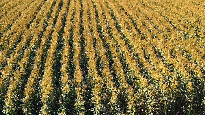 식물 밭 자연 옥수수 풍경 사람없음 야외 농작물 농장 MOV 해외동영상 클립영상 농업 곡류 생태계 동영상 파일형식