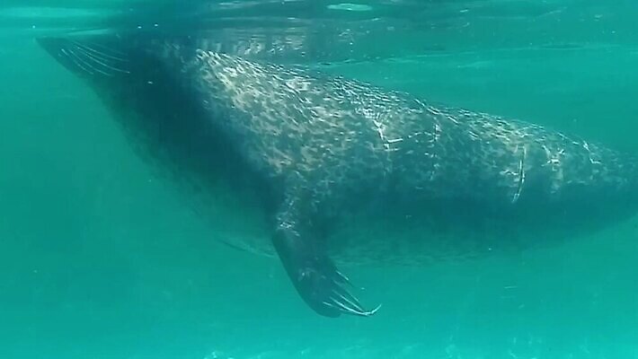 동물 손 실루엣 야생동물 바다 컬러 백그라운드 자연 낚시 수채화 건강 어류 사람없음 장식 초록색 물 파란색 빛 강 컬러풀 검은색 수중 수영 활발 젖음 신선 액체 작음 수집 해산물 메뉴 질감 날것 도미 수족관 잉어 고립 엘리먼트 MOV 해외동영상 클립영상 자연요소 컨셉 레저 촬영기법 신체부위 수중동물 수상스포츠 크기 생태계 동영상 파일형식