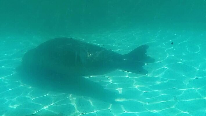 동물 손 실루엣 야생동물 바다 컬러 백그라운드 자연 낚시 수채화 건강 어류 사람없음 장식 초록색 물 파란색 빛 강 컬러풀 검은색 수중 수영 활발 젖음 신선 액체 작음 수집 해산물 메뉴 질감 날것 도미 수족관 잉어 고립 엘리먼트 MOV 해외동영상 클립영상 자연요소 컨셉 레저 촬영기법 신체부위 수중동물 수상스포츠 크기 생태계 동영상 파일형식