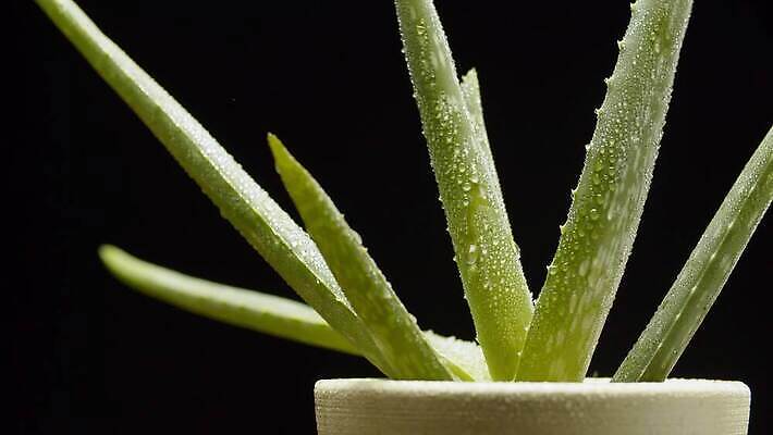 식물 잎 사람없음 초록색 알로에 4K MP4 해외동영상 클립영상 컬러 동영상 파일형식