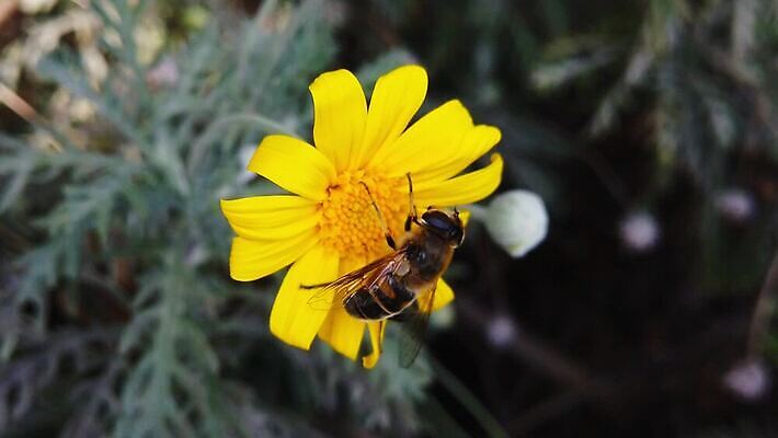 식물 동물 꽃 자연 사람없음 노란색 벌 먹기 데이지 블러효과 MP4 해외동영상 클립영상 컬러 곤충 모션 생태계 동영상 블러 파일형식 효과