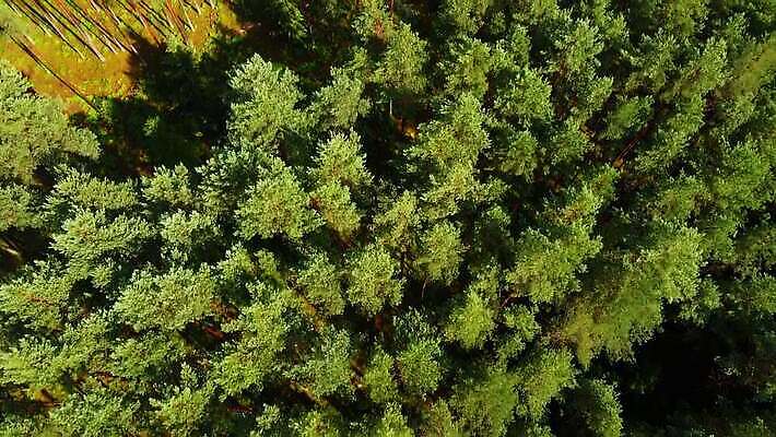 나무 식물 자연 산 사람없음 야외 초록색 숲 항공촬영 삼림지대 MOV 해외동영상 클립영상 뷰포인트 컬러 생태계 동영상 파일형식