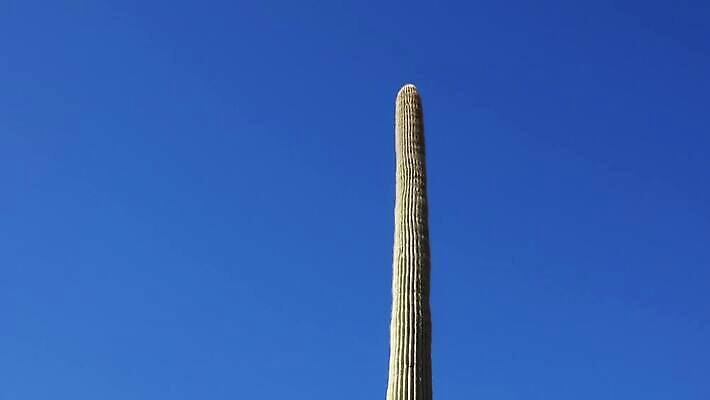식물 공원 선 여행 자연 산 선인장 건조 사람없음 파란색 미국 성장 오르간 보호 큼 파이프 먼지 애리조나 천연기념물 전국 유일 4K MP4 해외동영상 클립영상 공공시설 컬러 컨셉 북아메리카 건반악기 크기 생태계 동영상 파일형식