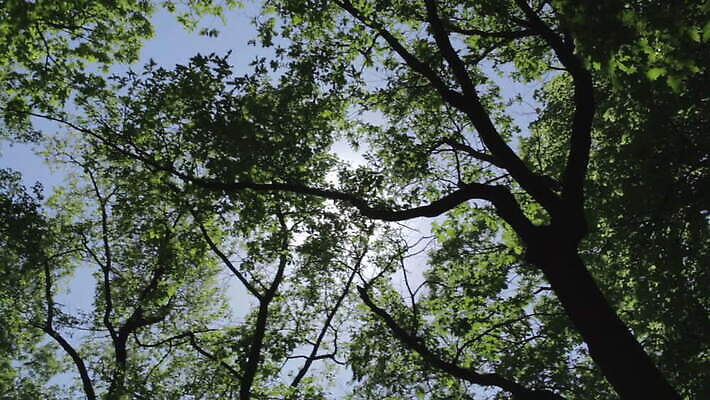 나무 식물 잎 자연 하늘 사람없음 초록색 태양 나뭇가지 숲 MOV 해외동영상 클립영상 자연요소 컬러 생태계 동영상 파일형식