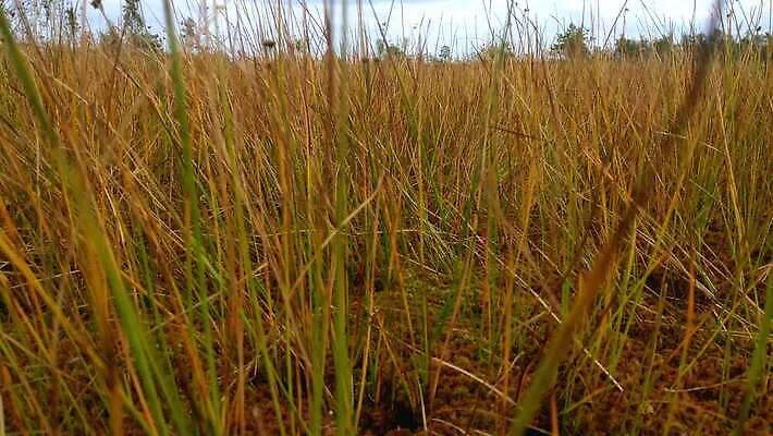 나무 구름 공원 잎 밭 오렌지 자연 하늘 안테나 이끼 풍경 사람없음 빨간색 초록색 물 파란색 강 컬러풀 태양 반사 노란색 환경 사막 가을 흰색 습지 숲 광택 폴란드 내추럴 드론 리투아니아 보호구역 스텝 전국 4K MOV 해외동영상 클립영상 자연요소 식물 계절 공공시설 유럽 컬러 농업 과일 통신 생태계 동영상 구역 파일형식