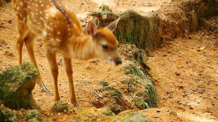 동물 공원 여자 남자 야생동물 밭 포유류 자연 초식동물 털 뿔 사람없음 야외 갈색 머리 환경 침묵 봄 흰색 아기 점 숲 방목 사파리 뿌리 서식지 내추럴 동물상 아기사슴 암사슴 전국 MOV 해외동영상 클립영상 계절 공공시설 새끼 컬러 농업 사슴 사람 신체부위 조형물 소리 축산업 암컷 생태계 동영상 파일형식