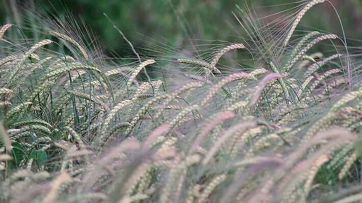 식물 농업 사람없음 농작물 농장 밀 보리 4K MP4 해외동영상 클립영상 산업 곡류 동영상 파일형식