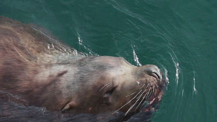 동물 아시아 야생동물 파도 바다 여행 포유류 모션 자연 사람없음 야외 물 머리 수중 수영 관찰 입 닫기 사자 물개 피부 코 러시아 육식동물 태평양 분무기 북쪽 물갈퀴 동물상 생태학 총구 스플래쉬 MOV 해외동영상 슬로모션 클립영상 자연요소 교육 유럽 나라 촬영기법 신체부위 조형물 바다동물 수상스포츠 방향 생태계 동영상 파일형식