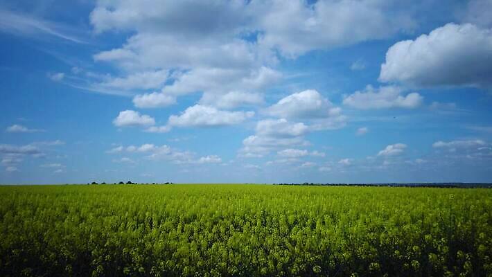 식물 구름 꽃 백그라운드 밭 농업 하늘 스웨덴 씨앗 풍경 사람없음 초록색 파란색 농장 노란색 환경 봄 에너지 시골 개화 기름 유채 생태계 땅바닥 밭일 카놀라 4K MP4 해외동영상 클립영상 자연요소 계절 산업 음식 컬러 바닥 북유럽 동영상 파일형식