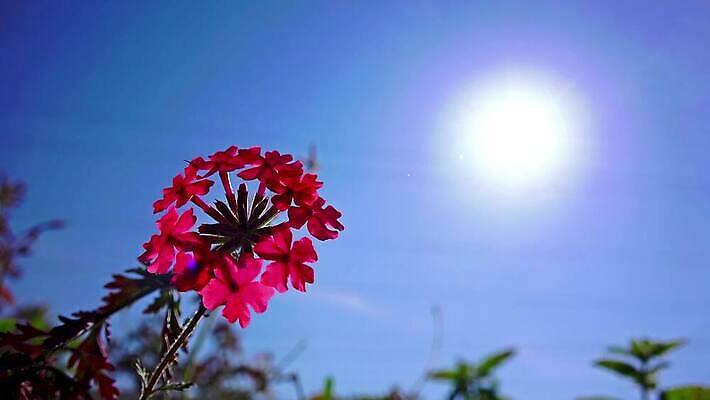 식물 계절 꽃잎 꽃 분홍색 컬러 백그라운드 꽃무늬 자연 사람없음 야외 초록색 물 여름 태양 뷰티 정원 봄 벚꽃 개화 그림 내추럴 프리뮬러 카피스페이스 4K MP4 해외동영상 클립영상 자연요소 무늬 공백 생태계 동영상 파일형식