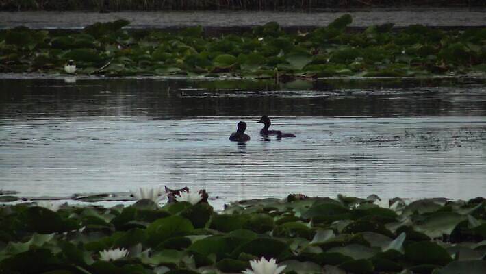 동물 유럽 호수 야생동물 바다 자연 조류 덴마크 사람없음 야외 빨간색 물 뷰티 반사 검은색 봄 잠수부 서식지 다뉴브강 동물상 4K MP4 해외동영상 클립영상 자연요소 계절 나라 컬러 북유럽 조형물 전문직 생태계 동영상 파일형식